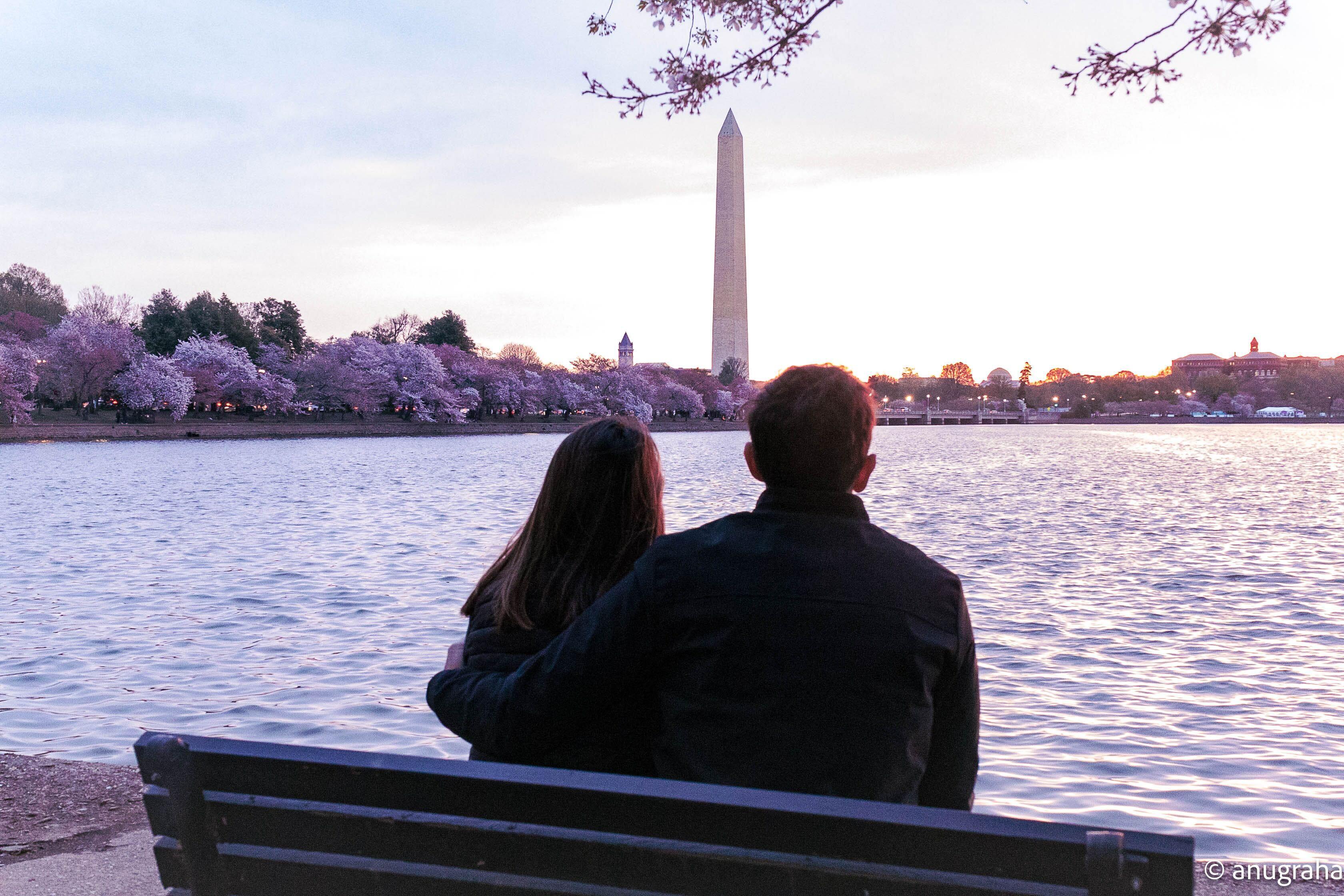Cherry Blossom Season